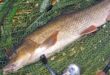 Andrew's first barbel caught on the float - trotting a stick float for barbel.