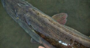 Releasing a big pike - Chew Valley Lake pike fishing