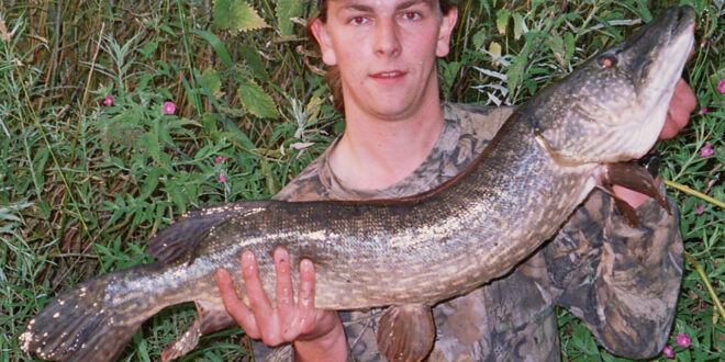 Lure fishing for pike