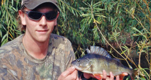 The hunt for a 3lb perch - fishing