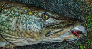 Double figure pike with my homemade lure in its mouth