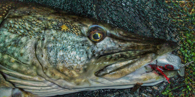 Double figure pike with my homemade lure in its mouth
