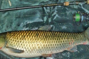 Surface fishing for carp with floating baits