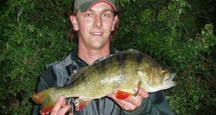 Specimen perch fishing with lures - big perch fishing 3lb perch