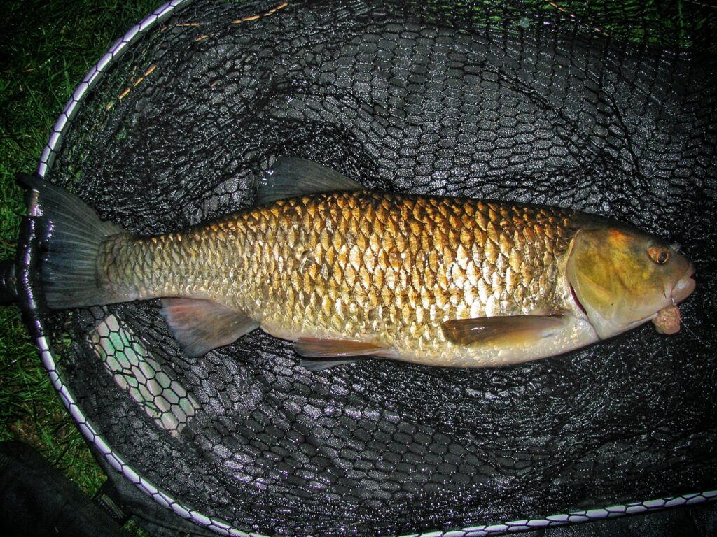 Another river fish for Matt's boilies, this time a Chub