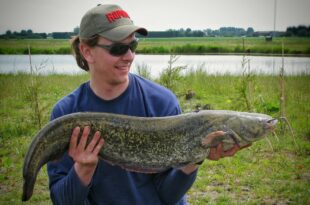 Catfish fishing in Wisbech, Cambridgeshire with worms as bait - wels cat fish angling uk