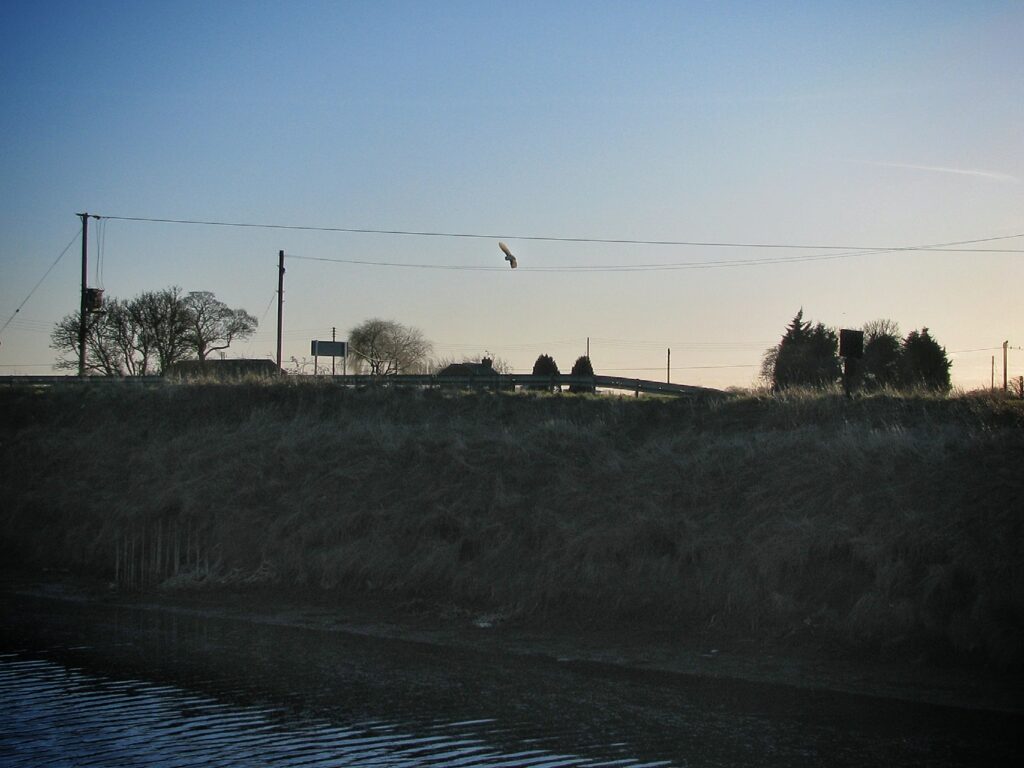 Barn owl over the drains at sunset