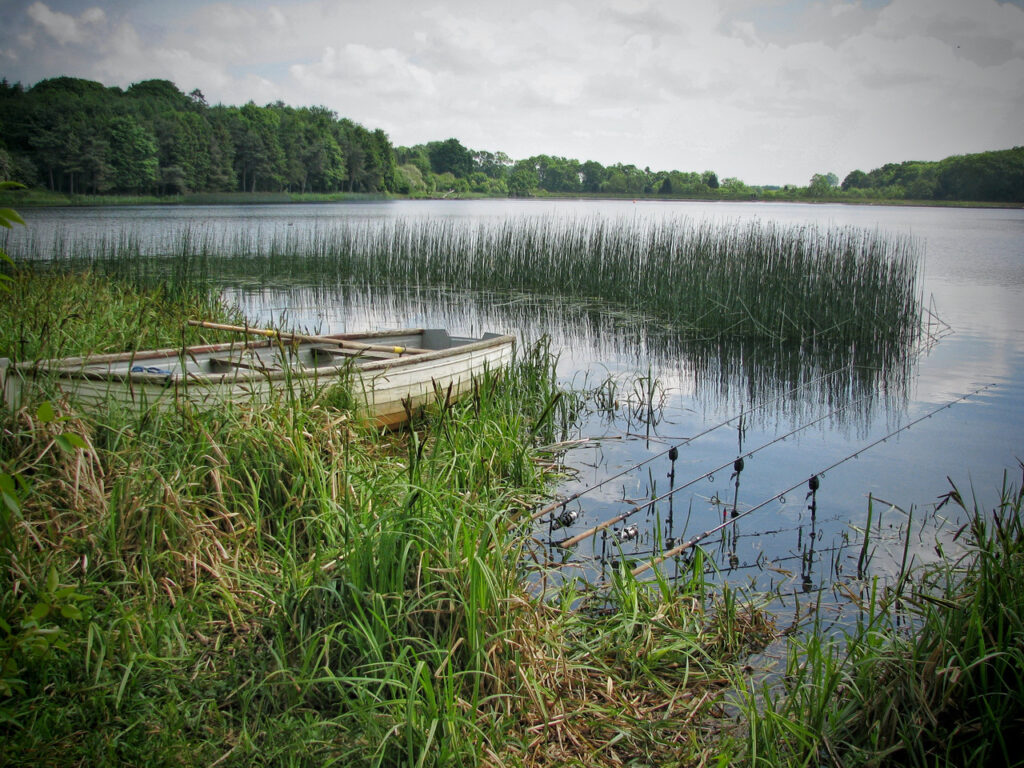Reservoir tench fishing in June