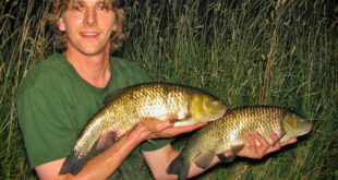 River chub brace - 4lb & 5lb chub fish
