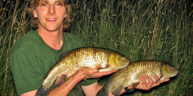 River chub brace - 4lb & 5lb chub fish