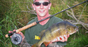 Fly fishing for specimen perch, big perch caught on fly tackle