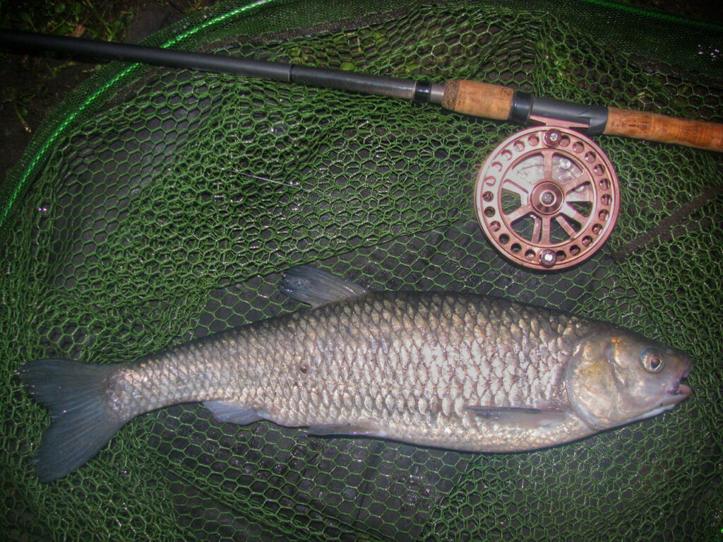 Chub caught trotting on centrepin & stick float