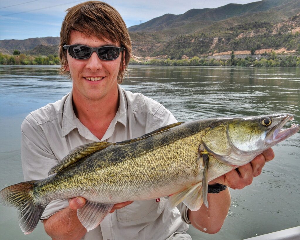 Lure caught zander from the River Ebro