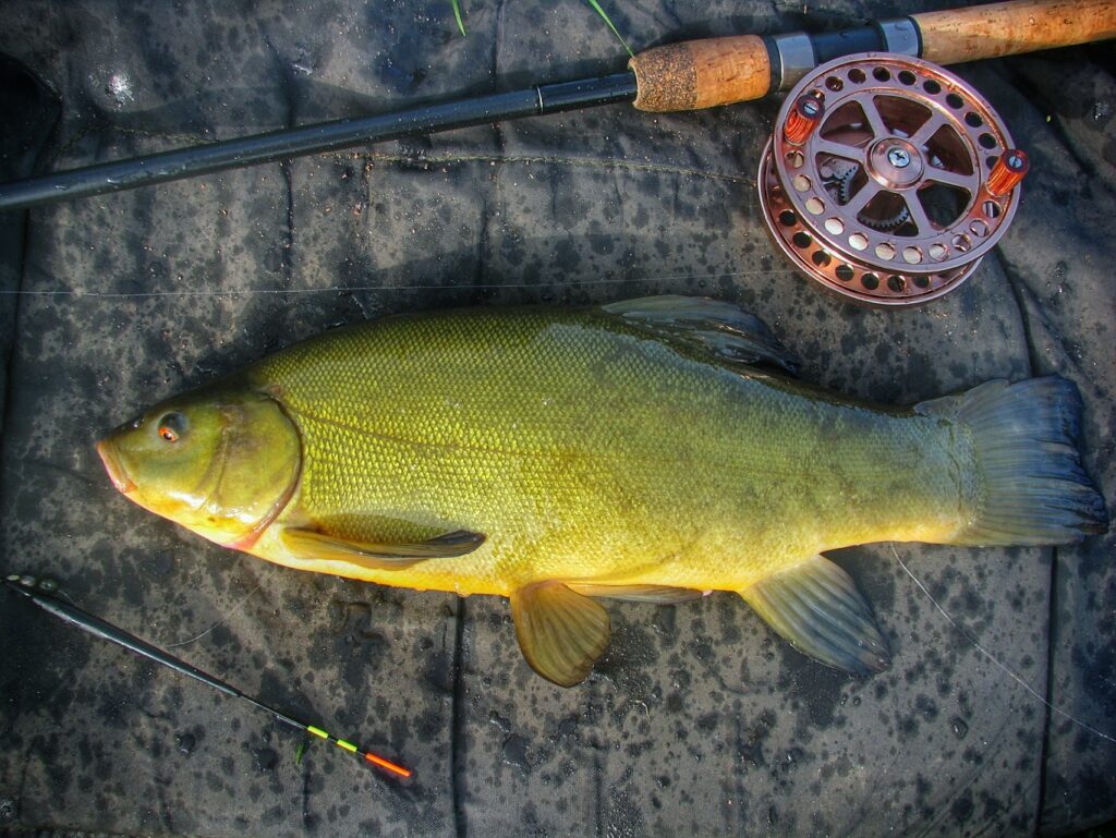 Tench on the float and centrepin, from Brierley Park Lake, near Sutton-in-Ashfield