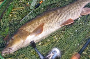 Andrew's first barbel caught on the float - trotting a stick float for barbel.