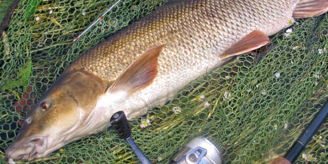 Andrew's first barbel caught on the float - trotting a stick float for barbel.