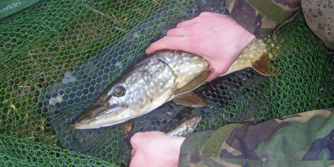 Pike in Latex Mesh Landing Net