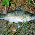 Australian bass
