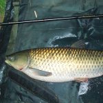 Andrew's PB Grass Carp