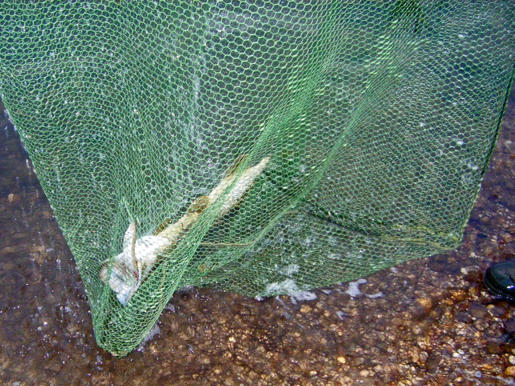 Pike Fishing with a Latex Triagular Landing Net
