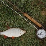 Fly-caught PB rudd 1lb