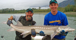 sturgeon fishing Canada Fraser River British Columbia BC - Andrew's PB white sturgeon fish