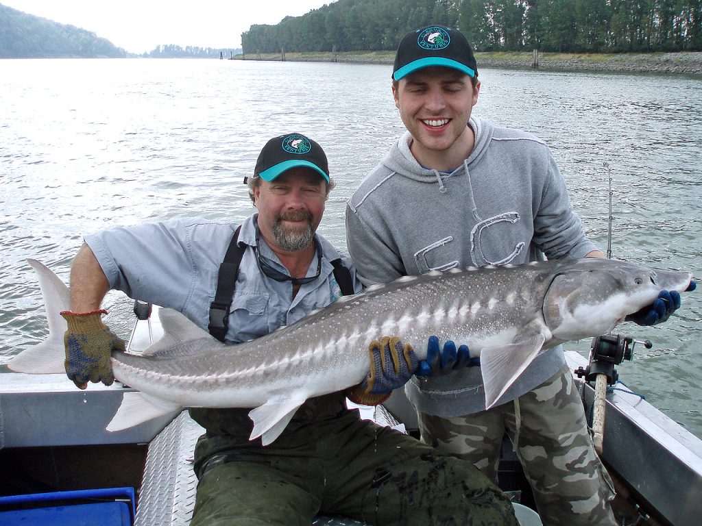 Fraser river sturgeon