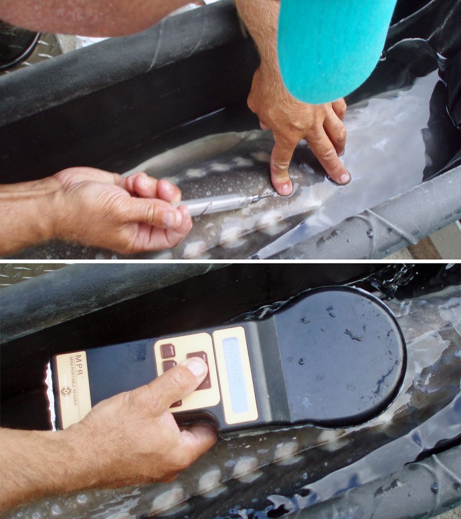 Sturgeon tagging on the Fraser river in BC, Canada