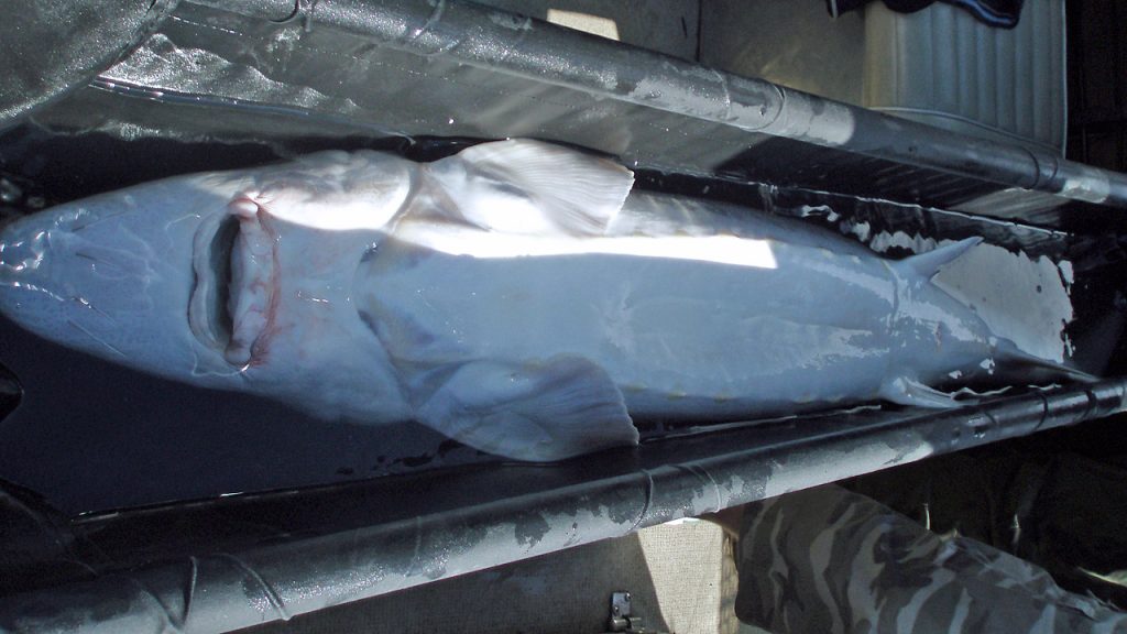 Fraser River fishing, Chilliwack, white sturgeon
