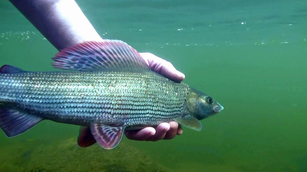 A grayling is released in Caught In The Act