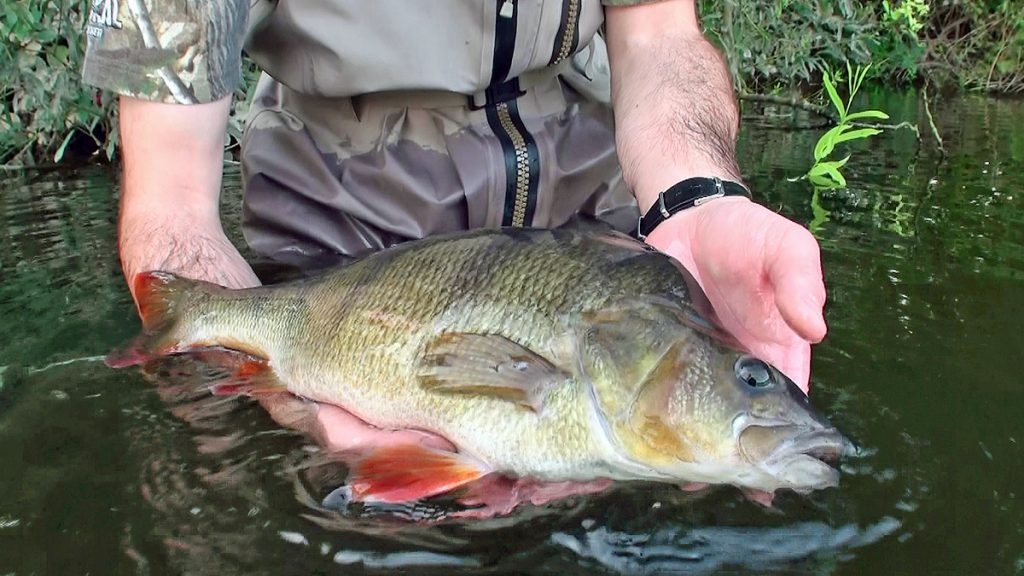 James Gould returns a monster river perch caught whilst stalking for Caught In The Act
