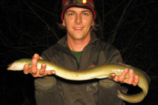 Eel with a liking for deadbaits - predator fishing UK