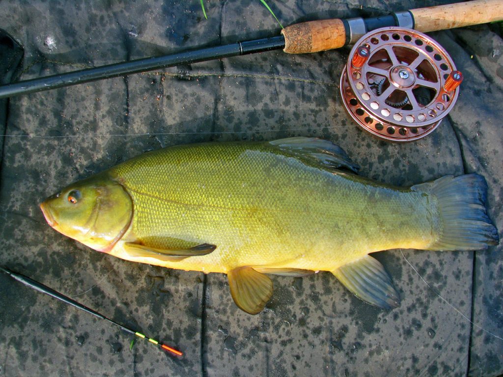 A tench caught fishing the lift method
