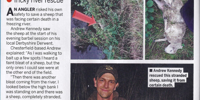 Angler Andrew Kennedy rescued a sheep stuck in the River Derwent