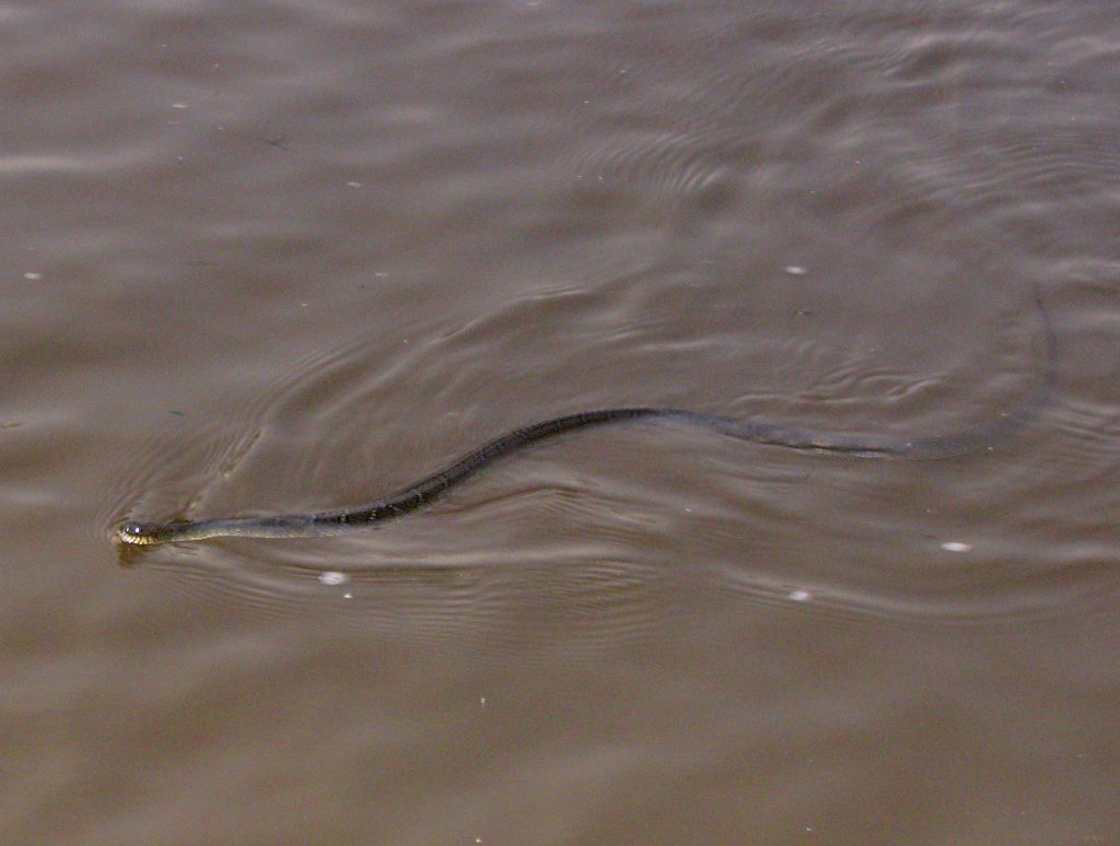 American fishing adventure - a snake swimming on the Potomac River
