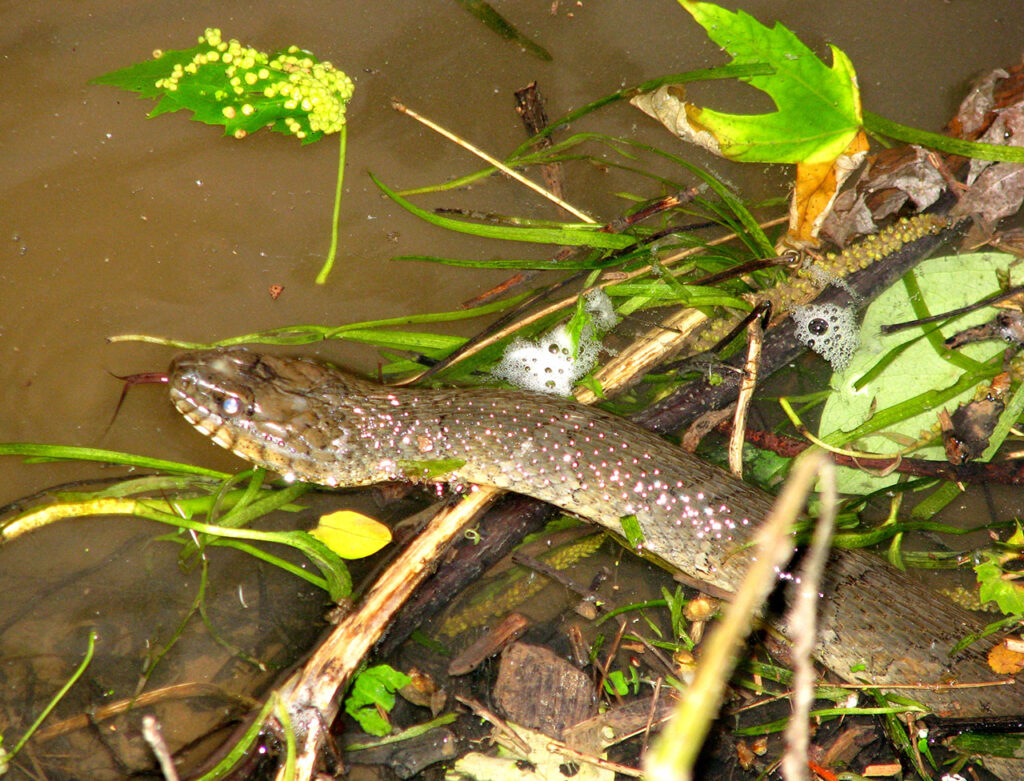American fishing adventure - a snake almost slithered over my foot whilst fishing on the Potomac River