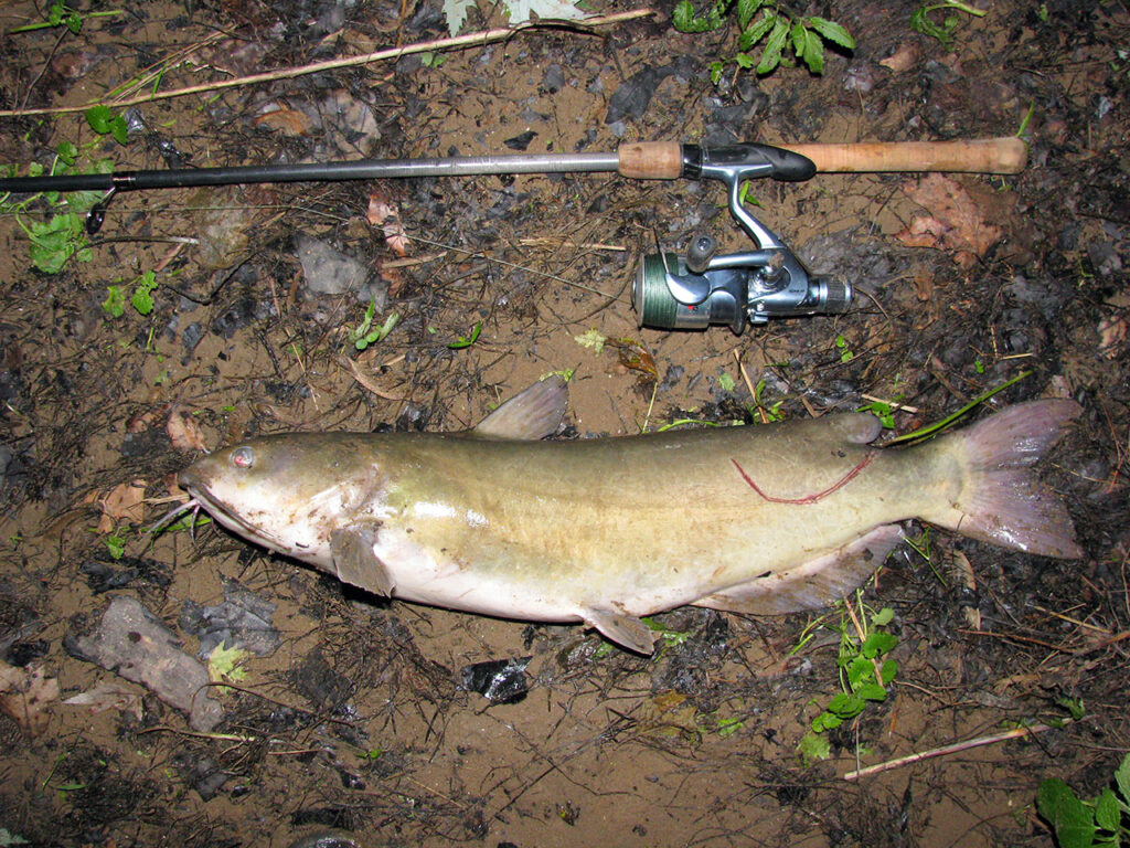 American fishing adventure - a Potomac catfish caught on worms