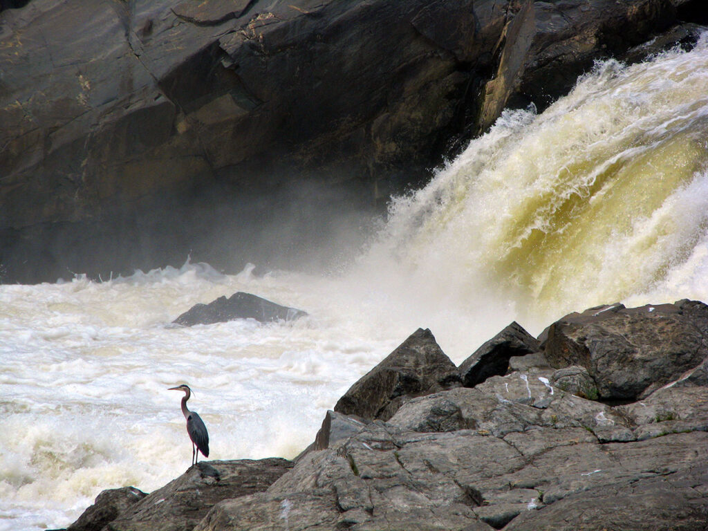 American fishing adventure - a heron fishes on the Potomac River