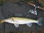 Lure-caught zander PB 4lb 8oz