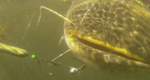 Wels catfish underwater close up battle fight