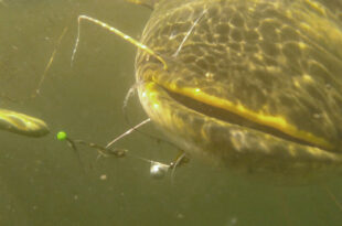 Wels catfish underwater close up battle fight