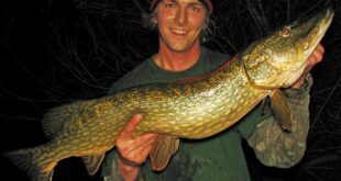 Pike zander & eel fishing river Trent