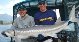 Sturgeon fishing Canadian style on the Fraser River, BC, Canada