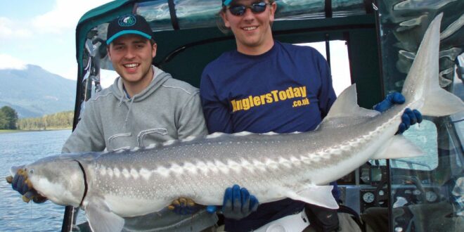 Sturgeon fishing Canadian style on the Fraser River, BC, Canada