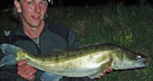 My personal best zander of 10lb 13oz