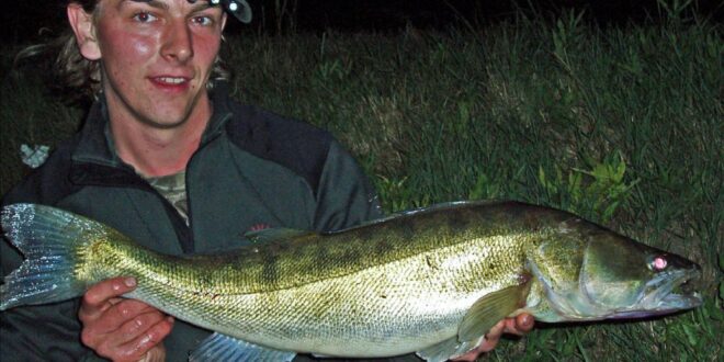My personal best zander of 10lb 13oz