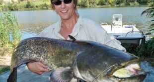 River Ebro catfish fishing Riba Roja