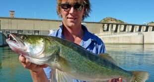 zander fishing - alternative River Ebro roach, barbel, carp fish - Riba Roja