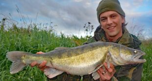 Zander fish - UK angling website fishing writer articles how to Andrew Kennedy Just-Fish