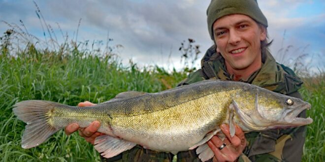 Zander fish - UK angling website fishing writer articles how to Andrew Kennedy Just-Fish